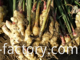 Wholesale organic fresh ginger price